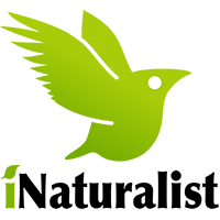 iNaturalist